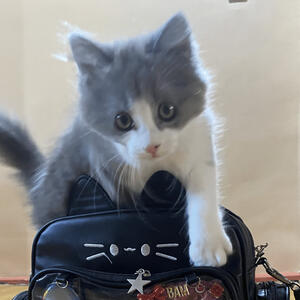HAV