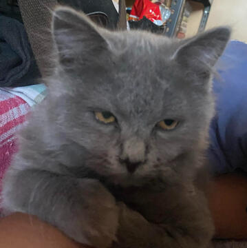 Bellarubin Bellarubin