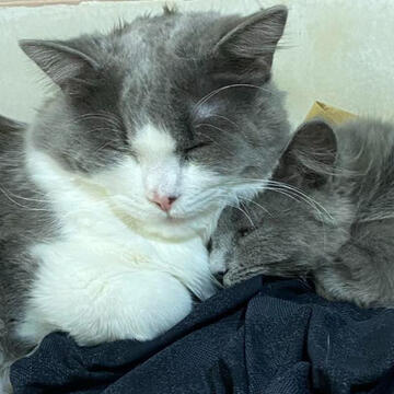 HAV & Bellarubin HAV & Bellarubin