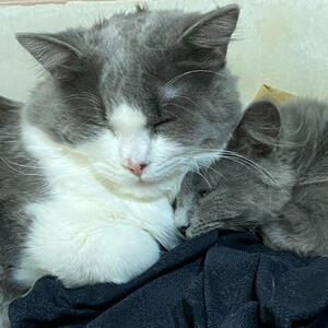 HAV & Bellarubin HAV & Bellarubin